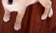 一觉醒来，我变成一只狗