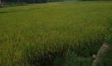 我眼中的新农村