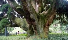 一棵大树的自述