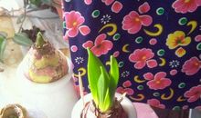 我和风信子的故事