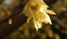 腊梅花开了