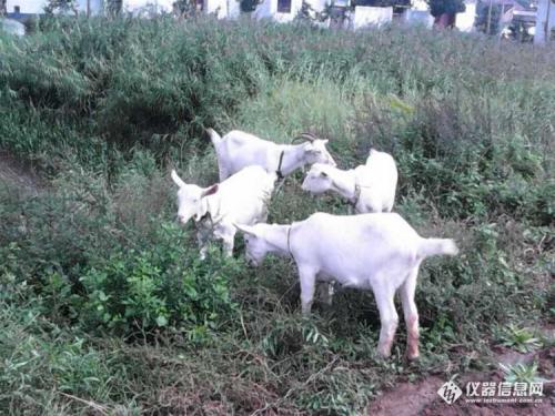放牧绵羊的乐趣