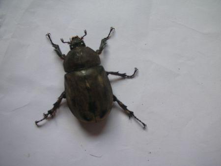 大甲虫