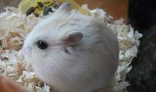 别了，我的仓鼠