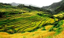 唯独喜爱那片稻田