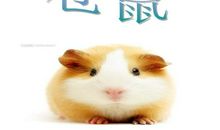 养仓鼠给我的启示