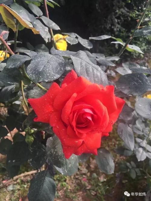 二十年来给自己的一封信