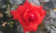 给二十年后自己的一封信