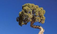 世界上最后一棵树作文