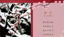 赞美梅花精神的作文