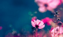 心中的一缕芳香