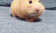 我家可爱的小仓鼠