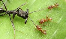 蚂蚁给了我力量