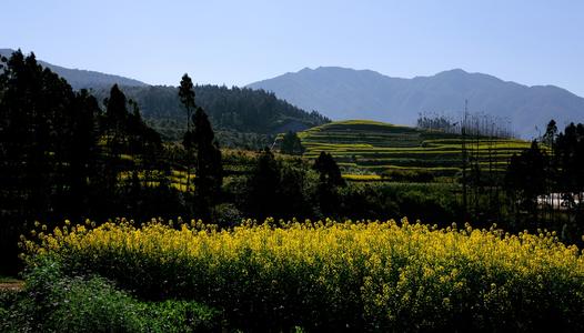 农村清晨