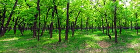 美丽的蝗虫森林