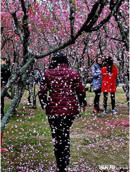 桃花雨
