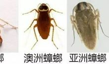 顽强的“小强”