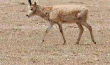 读《藏羚羊的跪拜》有感