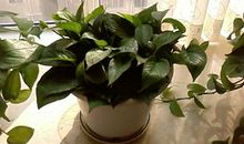 我最喜欢的绿萝