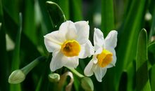 可爱的水仙花