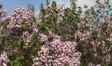 开满丁香花的校园淘气包张明