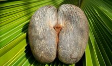 一颗椰子种子的旅行