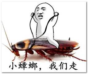 我与蟑螂的相遇