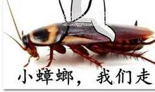 我与蟑螂的相遇