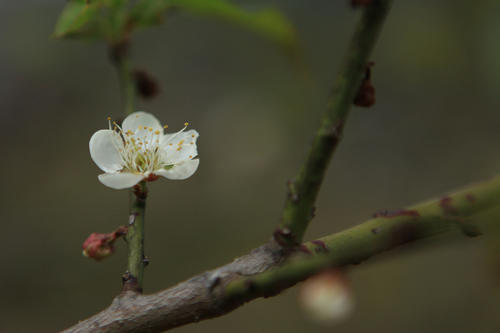 醉梅兰