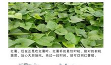 外婆为祖国点赞