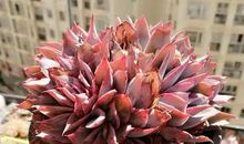 令人着迷的春天