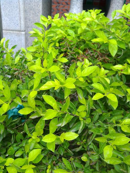 校园植物