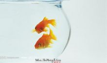 两条小金鱼