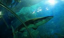 游青岛海底世界