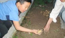 学农活动——挖土豆