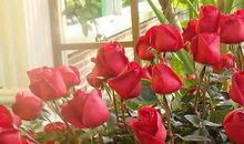 描写玫瑰花的作文