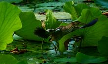 描写夏日荷塘的作文