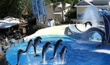 精彩的海豚表演