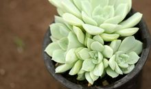 我喜欢的植物多肉