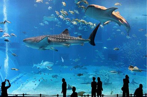 难忘的大阪水族馆
