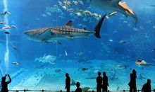 难忘的大阪水族馆