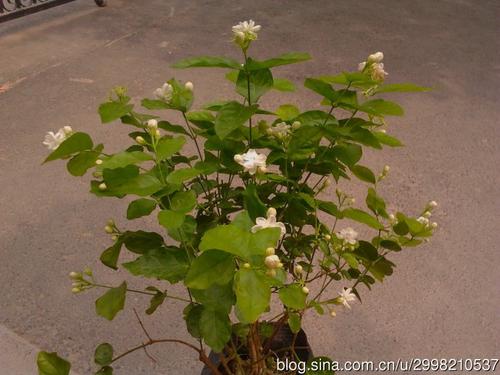 茉莉花在窗户旁边