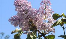 记忆深处的那株丁香