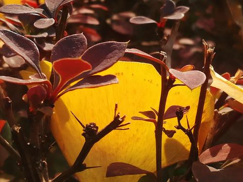 聆听落叶的声音