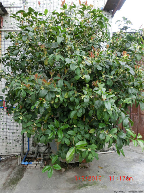我家门前的一棵树