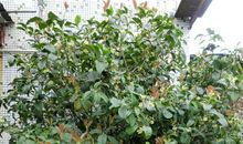 我家门前的一棵树