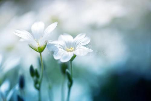 美丽的白花