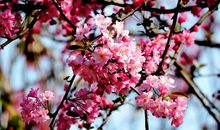 那枝花留在我的记忆深处