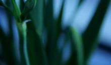 留着记忆里的芬芳