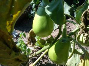 奶奶神奇的菜园